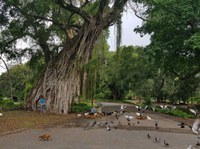 Iphan elabora proposta de abrigo para colônia de felinos no Campo de Santana, no Rio de Janeiro (RJ)