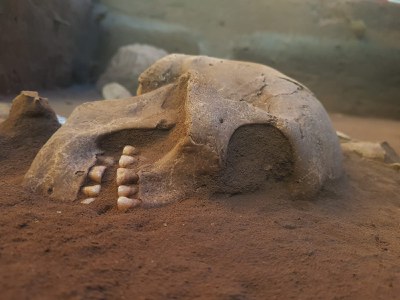Crânio encontrado juntamente com outros nove em Serranópolis | Acervo: Laboratório de Estudos Transdisciplinares em Arqueologia