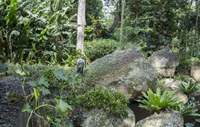 Sítio Roberto Burle Marx promove eventos gratuitos de arte, cultura e meditação em setembro