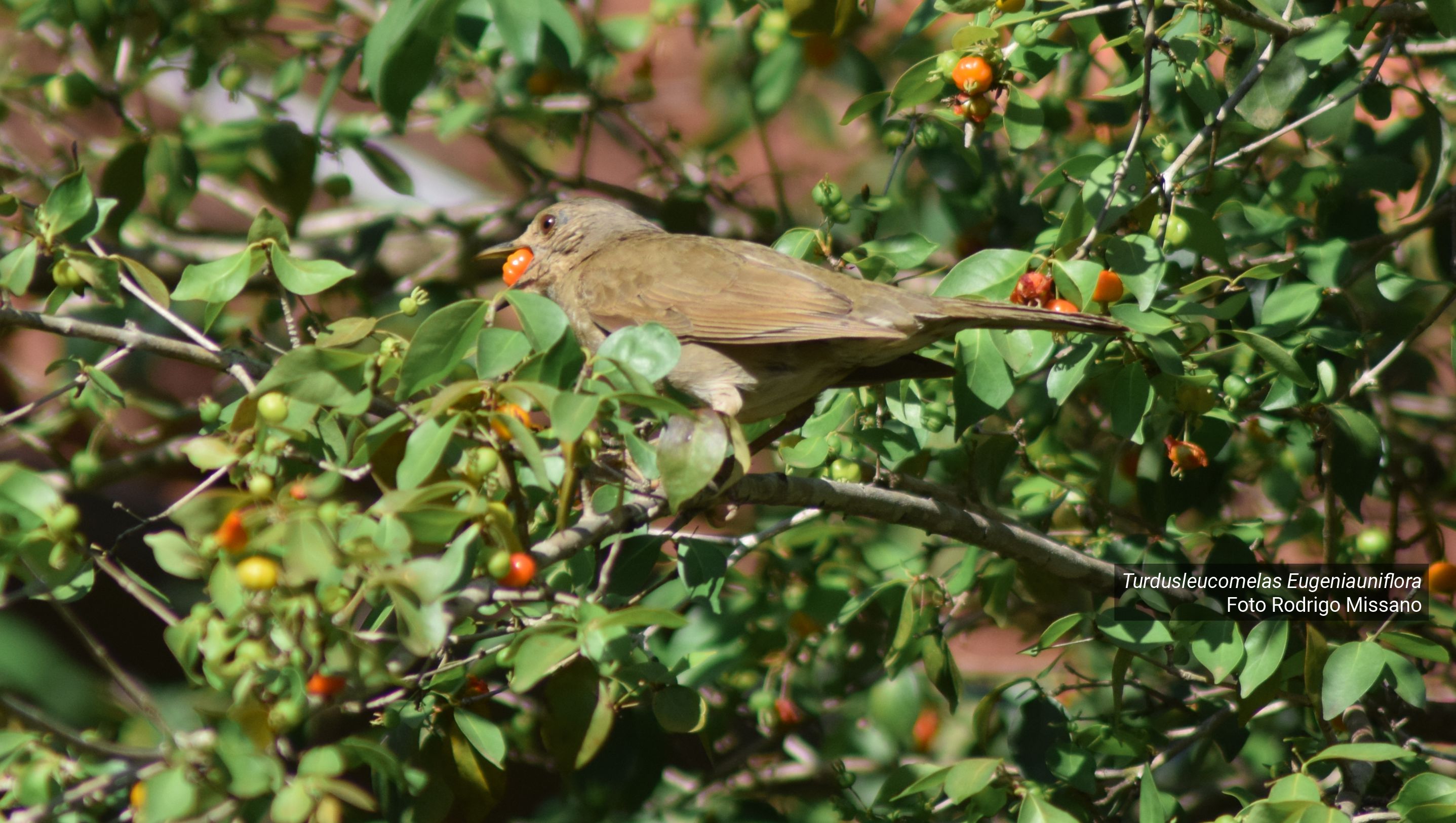 Birds optimize the size of fruit consumed close to the limits of their geographical range