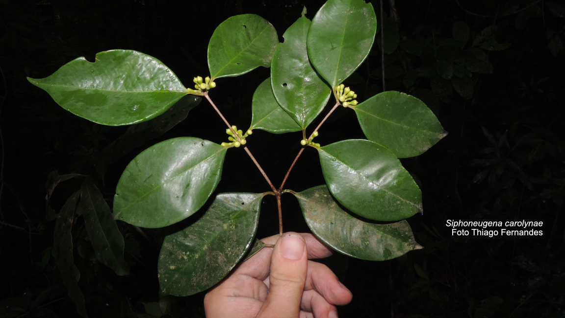 Researchers at Rio's Botanical Garden have discovered a new species of fruit tree with only one known specimen in the world to date