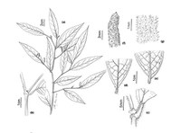 Article describes nine new species of the Piperaceae family