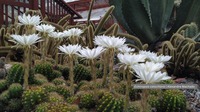 Article published in Oryx magazine discusses the importance of the Rio Botanical Garden's cactarium