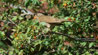 Birds optimize the size of fruit consumed close to the limits of their geographical range