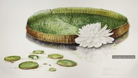 Botanical illustration: art at the service of science