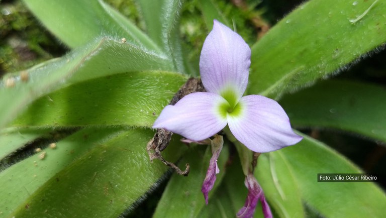 hairy bromelia.jpeg