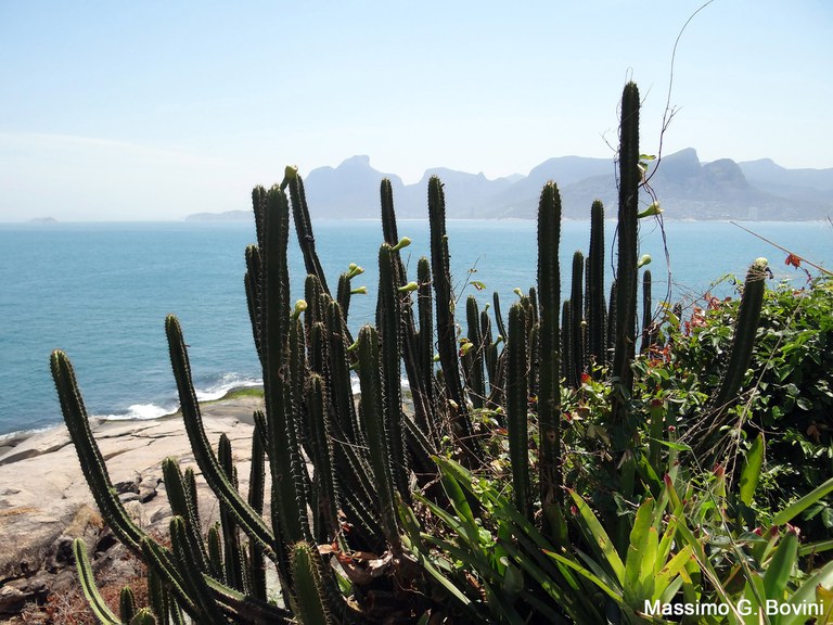 Cereus_fernambucensis - foto Massimo Bovini.jpg