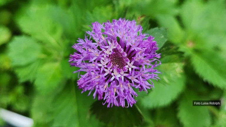 banner plantas medicinais.jpg