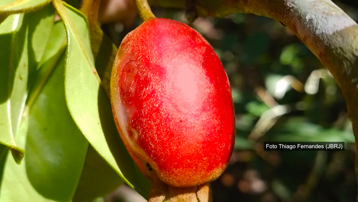 New species of fruit tree discovered in the Atlantic Forest