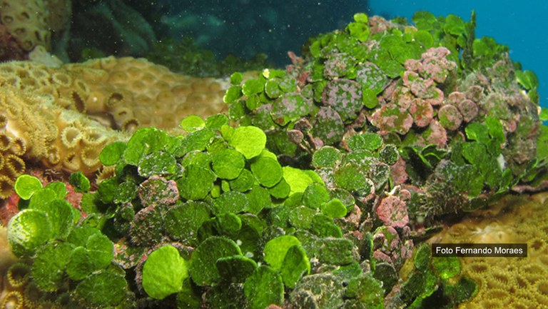 banner+abrolhos.jpg