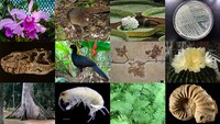 Project will catalog the whole diversity of life in the Brazilian territory