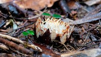 Researchers from the Rio de Janeiro Botanical Garden describe a new plant species from Madagascar