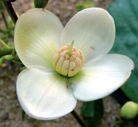 Researchers solve nearly century-long riddle about Amazon flower