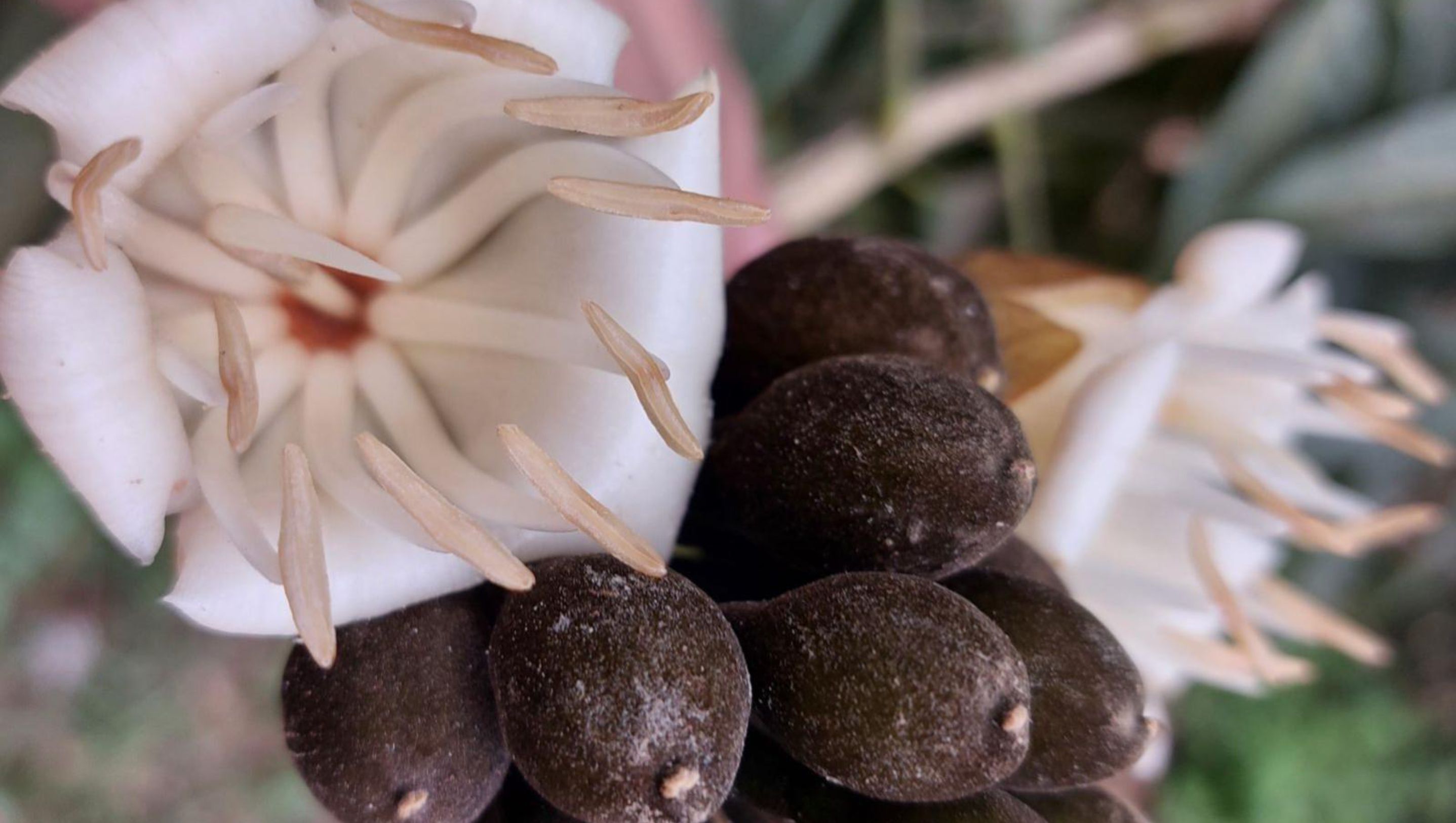 Rio Botanical Garden researchers discover new species of watermelon tree