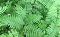 Rodriguesia calls for papers for special volume on ferns and lycophytes