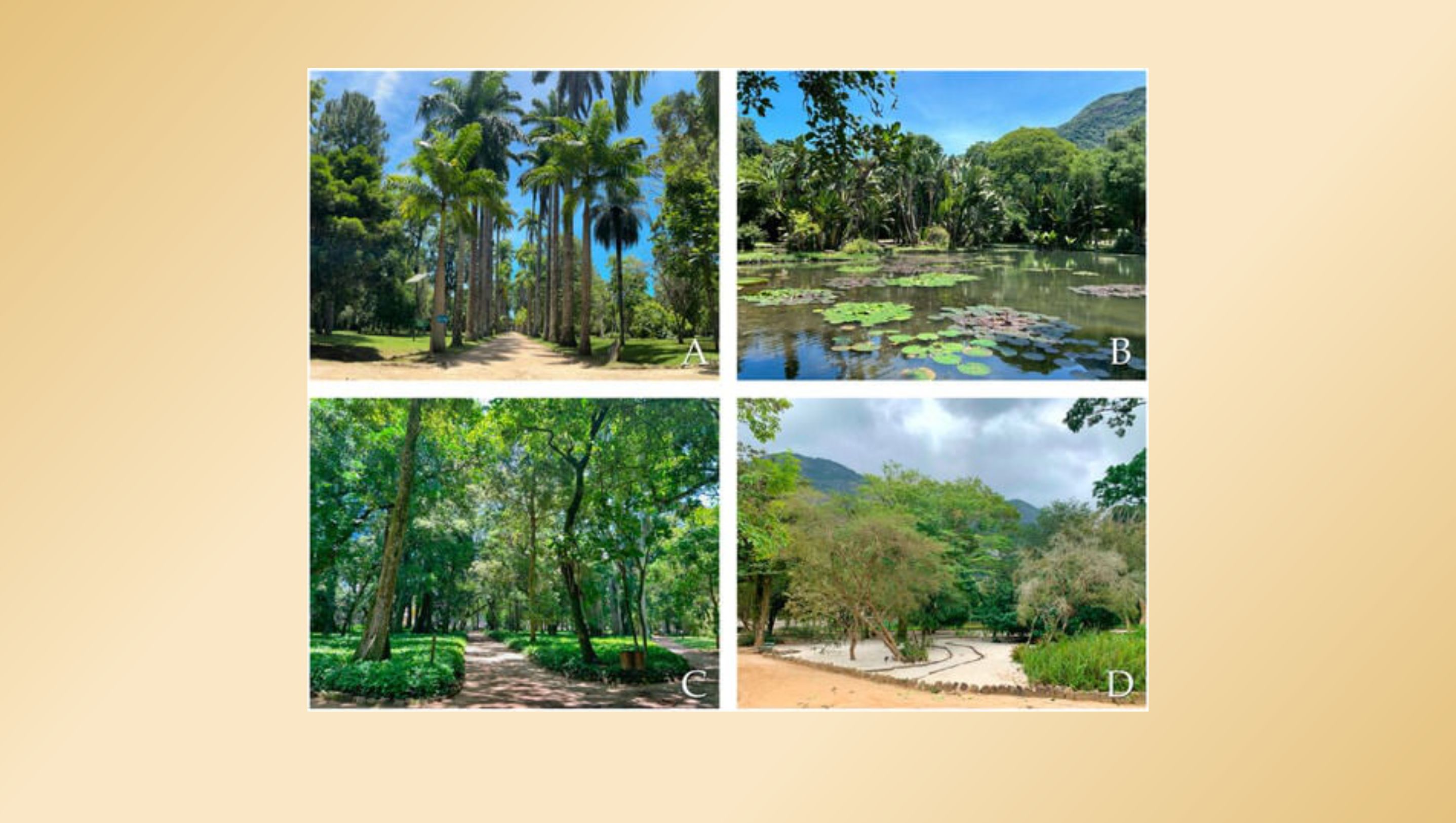 Study shows the richness of the flora present in the Rio de Janeiro Botanical Garden Arboretum