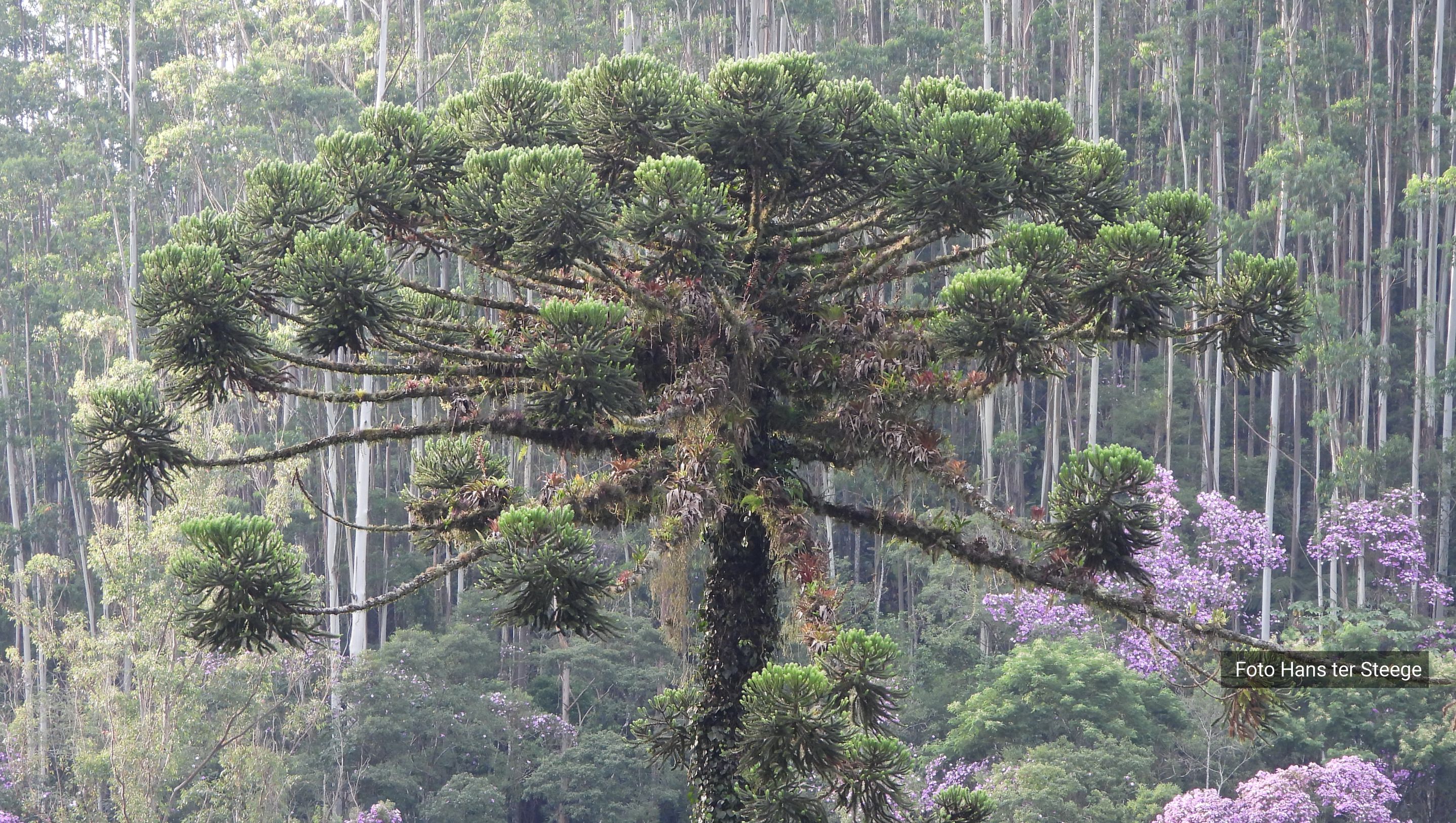 The trees of the Atlantic Forest are severely threatened — Instituto de  Pesquisas Jardim Botânico do Rio de Janeiro