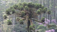 The trees of the Atlantic Forest are severely threatened