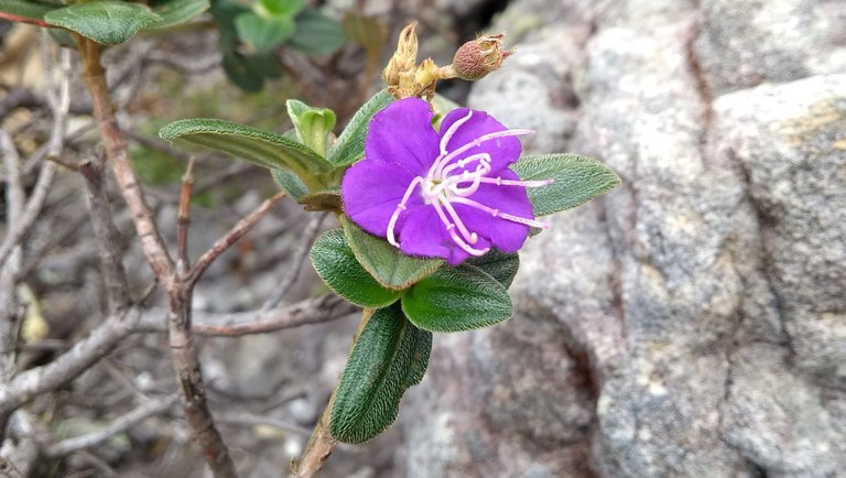 quaresmeira Pleroma congestifolium by Caio Baez.jpeg