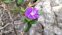 Two species of quaresmeiras are discovered in northern Minas Gerais