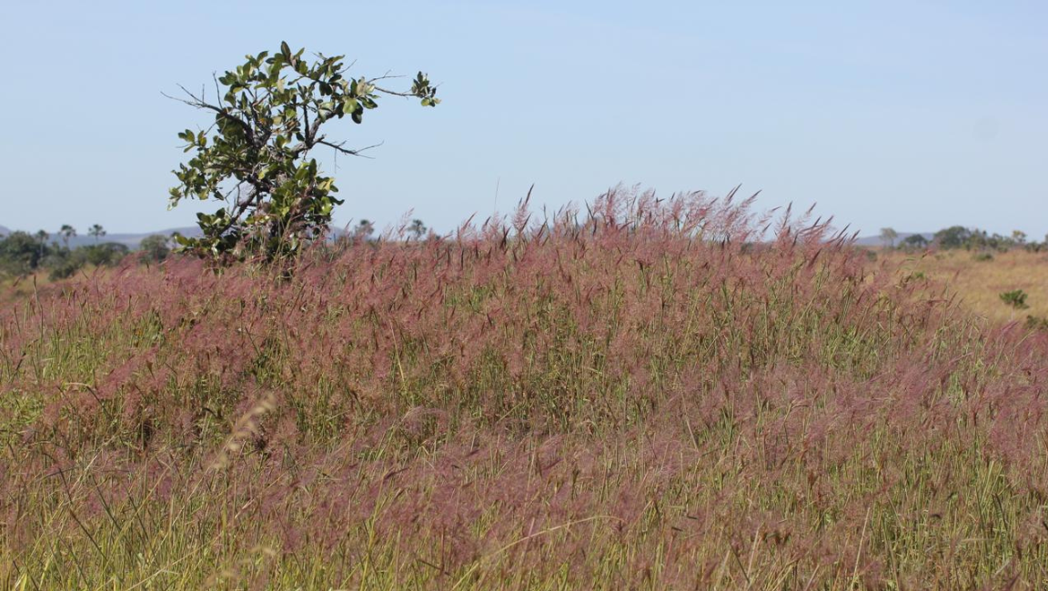 Estudo busca caracterizar a vegetação para delinear as áreas úmidas no PAN Bacia do Alto Tocantins