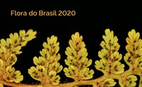 A Flora do Brasil 2020 lança seus dados