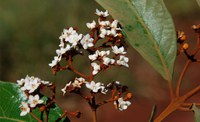 Catálogo de Plantas das UCs do Brasil disponibiliza quatro novas listas do Estado de SP