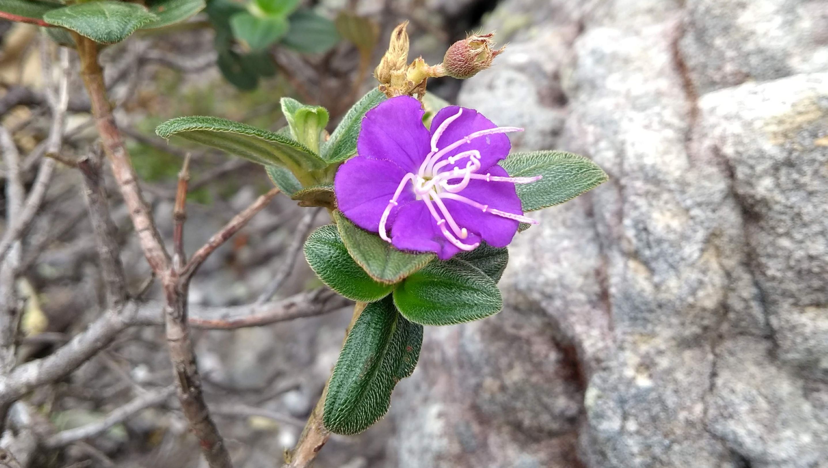 muda guia de descobertas e mostra abas com tópicos no