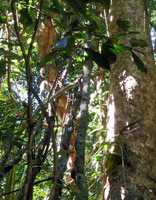Estudo mostra a importância da vegetação da Ilha dos Macacos e subsidia a criação de uma unidade de conservação em São Pedro da Aldeia (RJ)