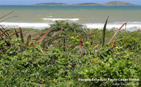 Flora do Parque Paulo César Vinha (ES) é registrada no Catálogo de Plantas das UCs do Brasil