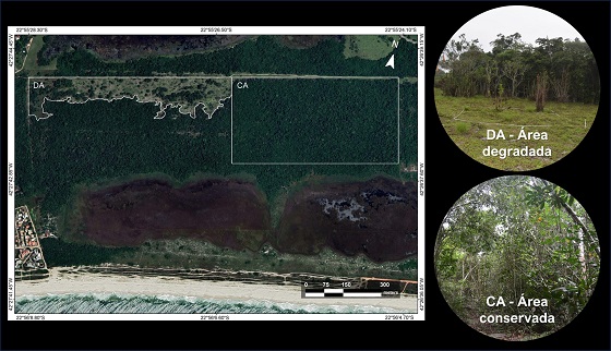 Imagens mostram diferenças entre as duas áreas comparadas_Restinga Forest Conservation JCC
