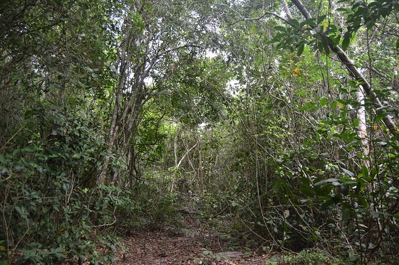 Interior da floresta de Restinga em Jacarepiá | Foto: Cyl F. C. de Sá