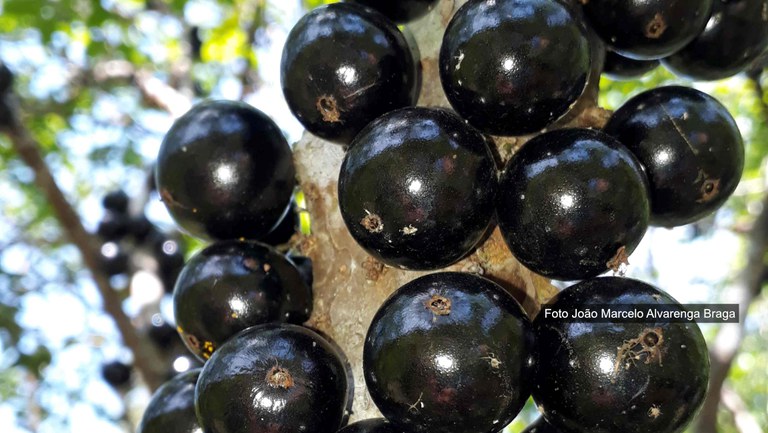 banner jaboticaba (1).jpg