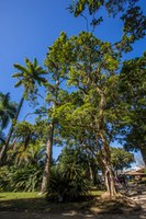 Jardim Botânico do Rio lança, neste sábado (22/5), a trilha das espécies ameaçadas de extinção no Dia Internacional da Biodiversidade