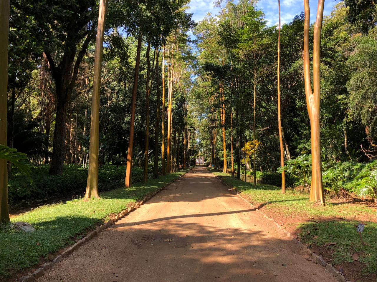 Passeios virtuais permitem visitas a museus, trilhas na floresta e diversos  pontos turísticos do RJ, Rio de Janeiro