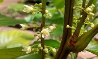 Jardim Sensorial e Coleção de Plantas Medicinais reabrem à visitação