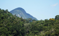 Lista da Reserva Biológica de Duas Bocas está disponível no Catálogo de Plantas das UCs  do Brasil