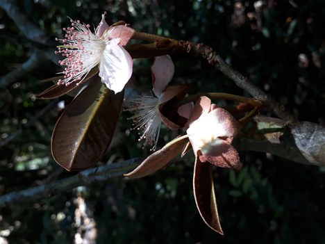 Flores da 'Eugenia guapiassuana'