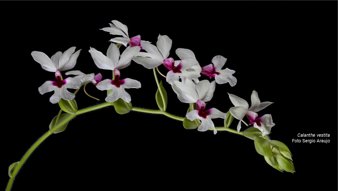 Orquídeas de Inverno mostram sua beleza no Jardim Botânico do Rio