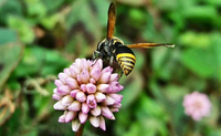 Pesquisa mostra que Jardim Botânico do Rio é espaço ecológico e refúgio urbano no Rio para conservação de polinizadores, como abelhas