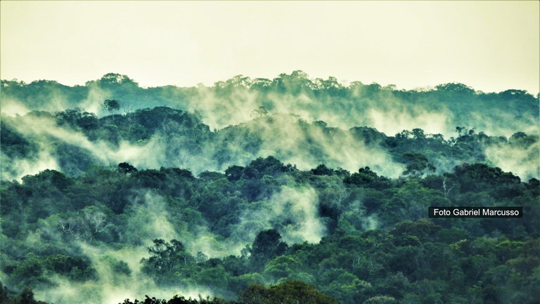 banner paisagem aérea amazônica