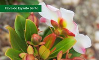 Rodriguésia publica segundo volume dedicado à flora capixaba