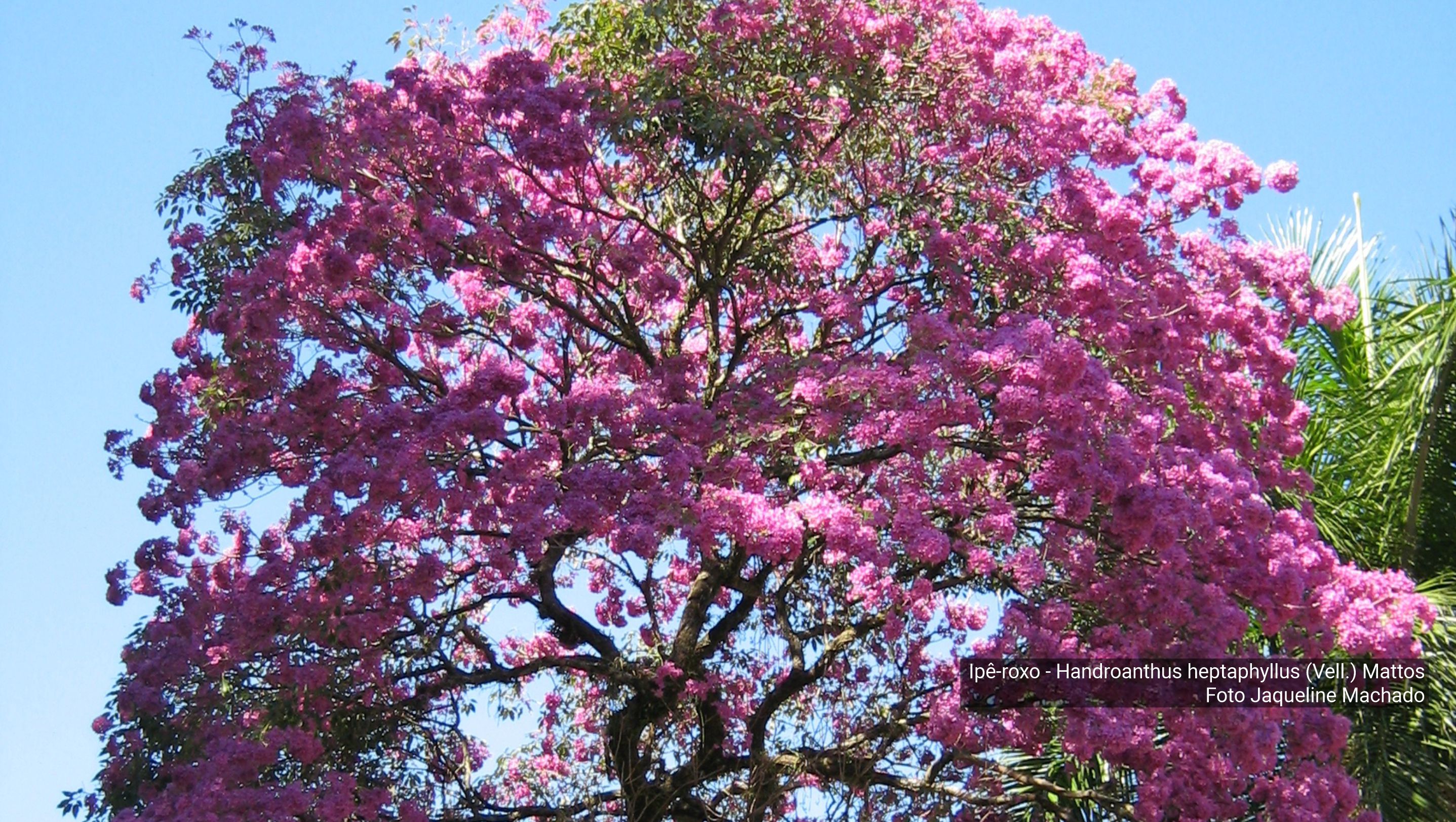 Trilha da Mata Atl\u00e2ntica \u00e9 o destaque no m\u00eas de maio \u2014 Instituto de ...