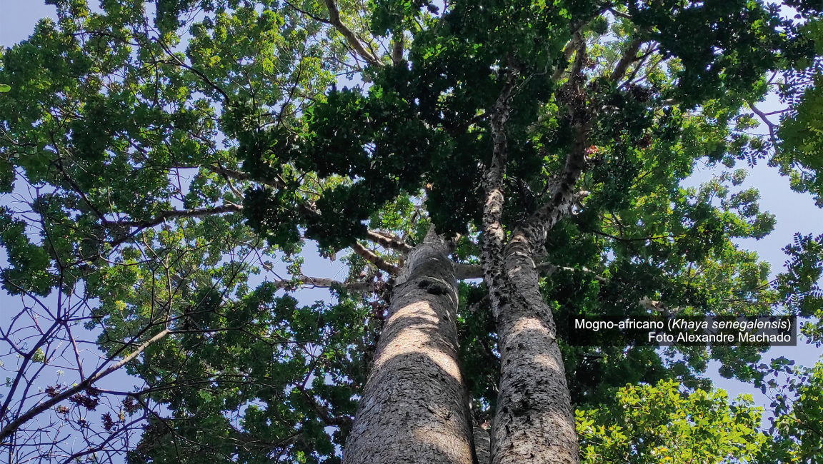 Trilha das Árvores Gigantes é destaque de dezembro