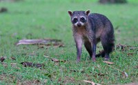 Visita noturna no Jardim Botânico nesta sexta-feira (29/4) terá reintrodução de jiboia na natureza