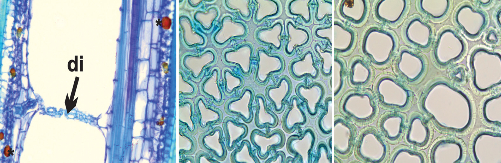 Plant Anatomy: Characterization and evolution of the aerenchyma diaphragm of the stem in Eleocharis