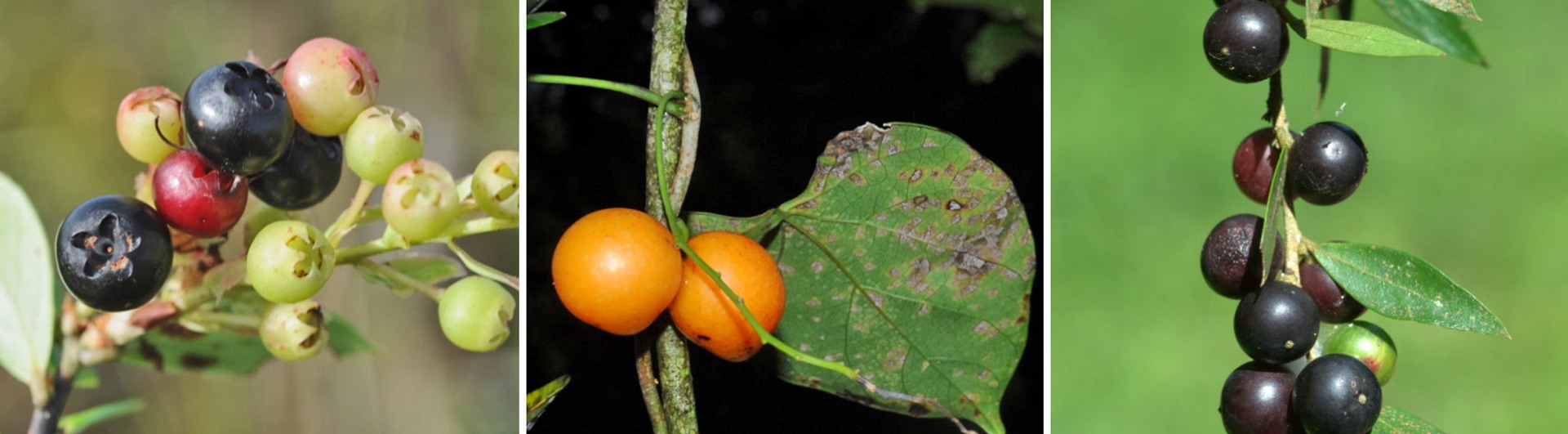 Frutas nativas do Rio Grande do Sul.jpg