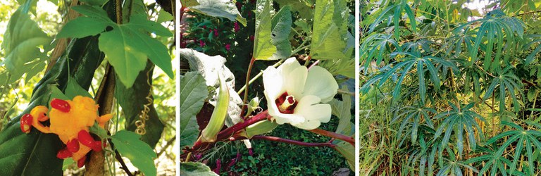 Plantas alimentícias não convencionais.jpg