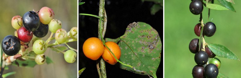 Frutas nativas do Rio Grande do Sul.jpg