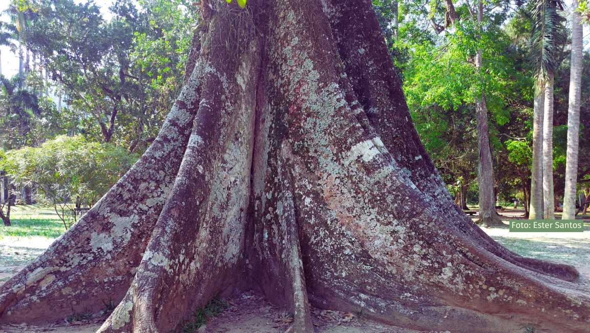 Estudo aprofunda conhecimento sobre família Malvaceae no arboreto do JBRJ